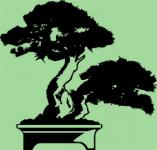 Trachenberger - sosna formowana bonsai i niwaki