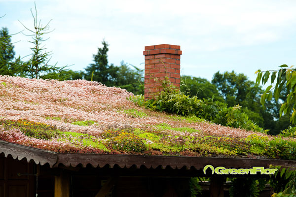 Zielony dach (źródło: greenflor.pl)