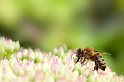 Rośliny miododajne, dzięki którym zadbamy o pszczoły wiosną