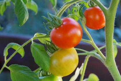 10 sposobów na pomidory w szklarni. Problemy, przyczyny, rozwiązania